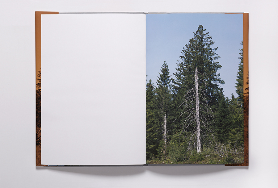 From the series Entwurzelt