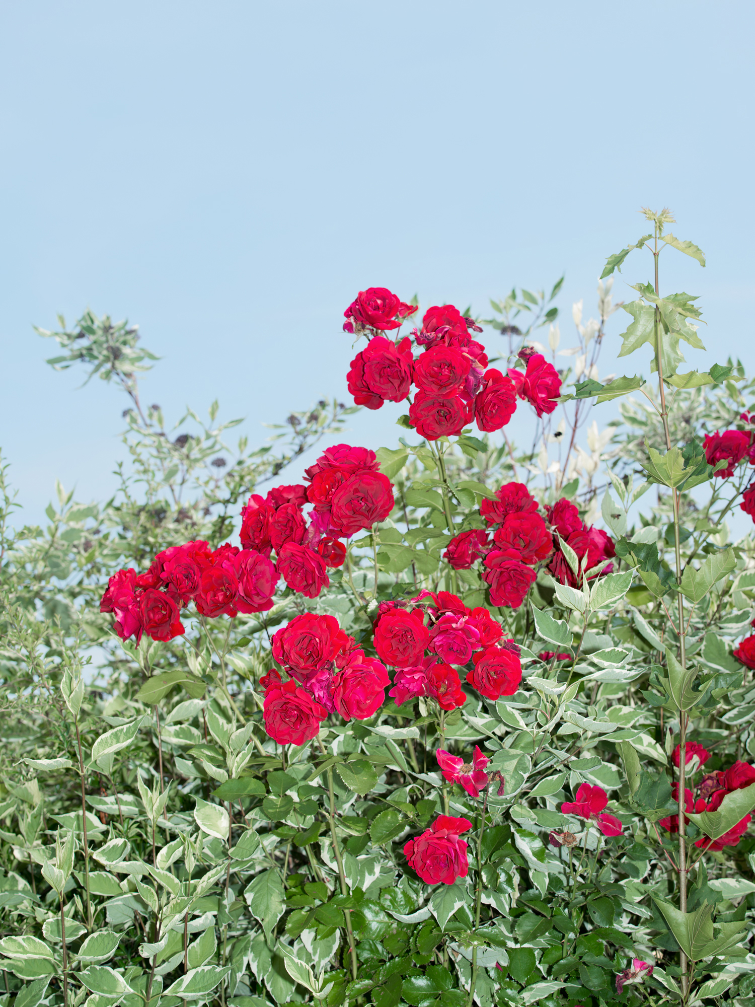  Roses from the series Jazorina