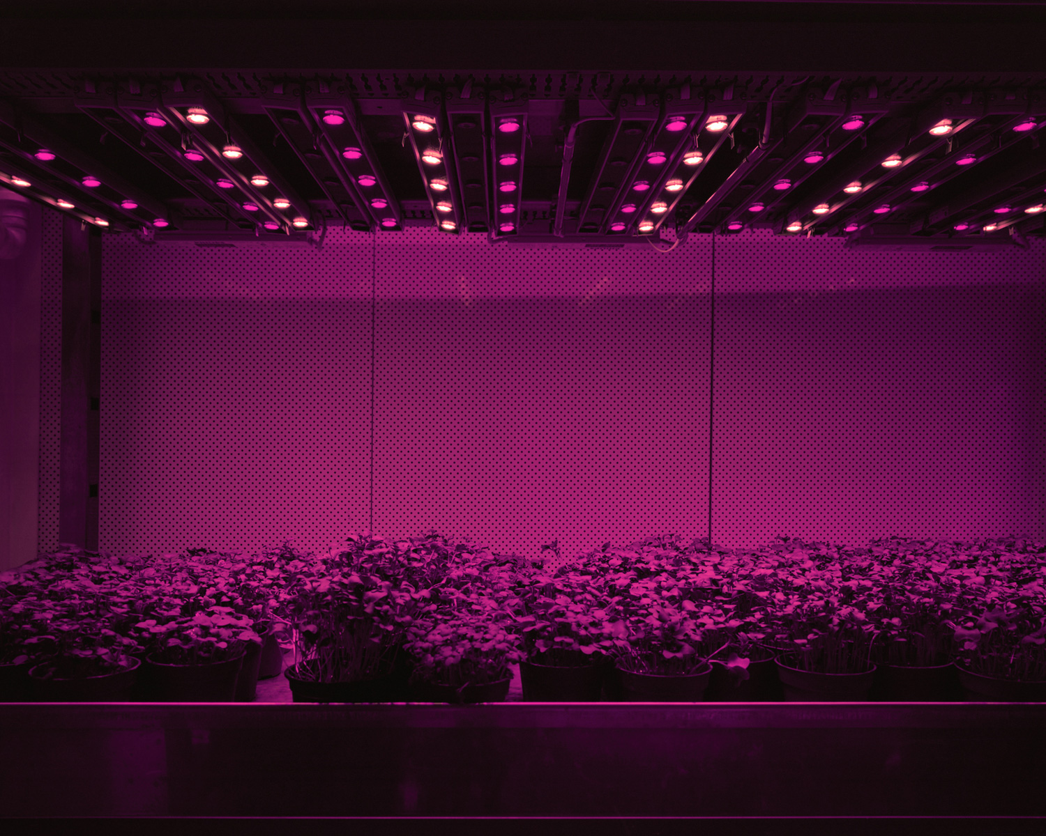 Cress from the series Strawberries in Winter