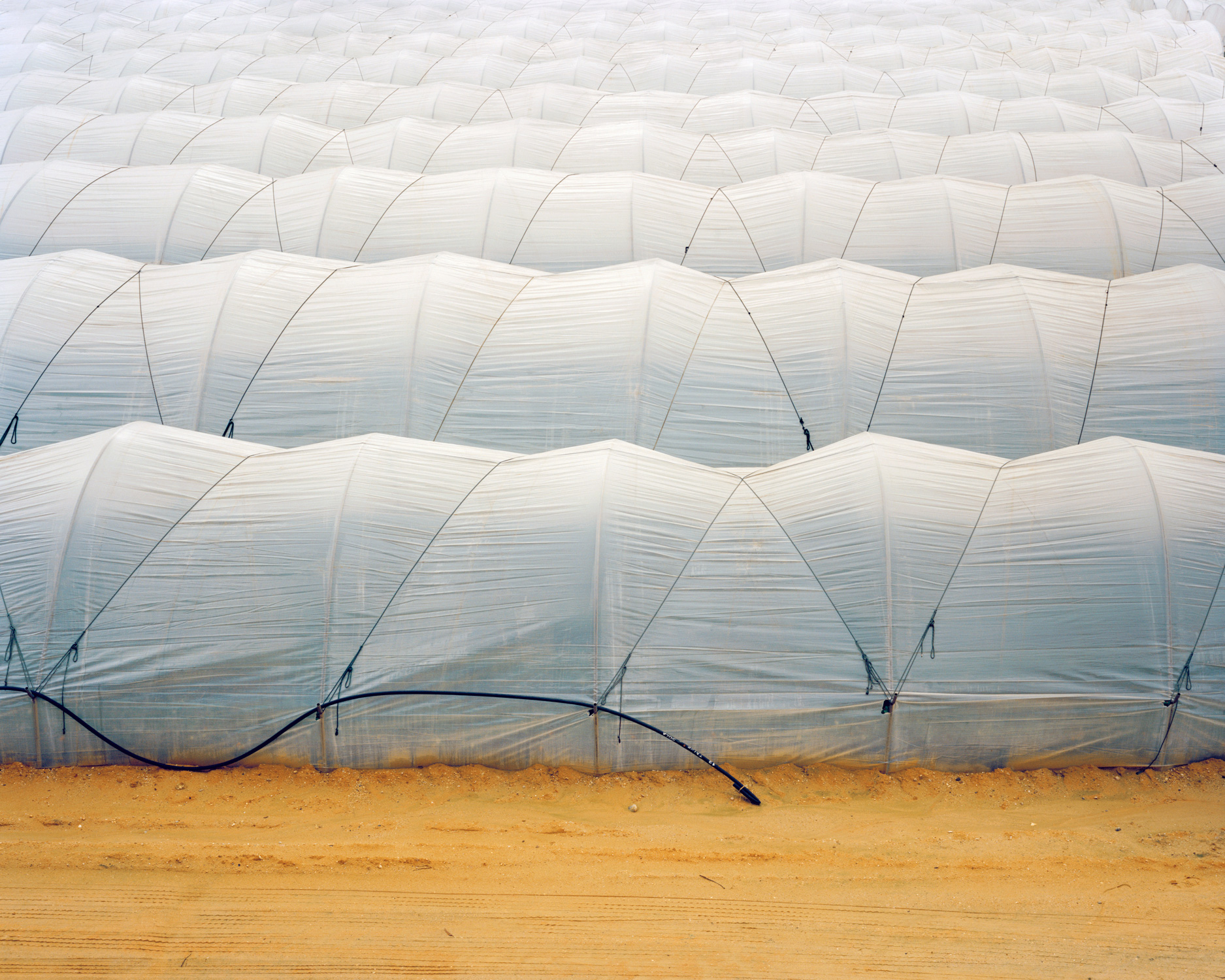 Berry Field from the series Strawberries in Winter