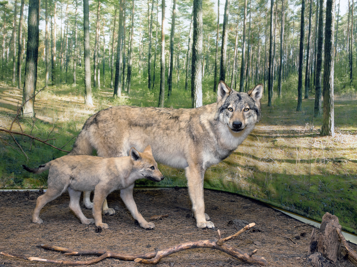 Wolves from the series Jazorina