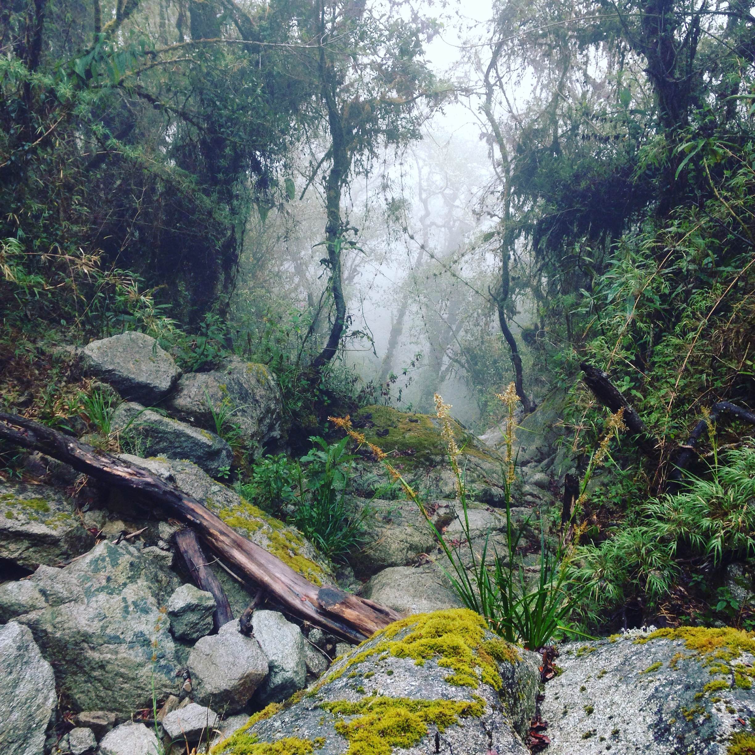 Inca Trail Day 3, Cloud Forest - Instagram image from Chloe's trip