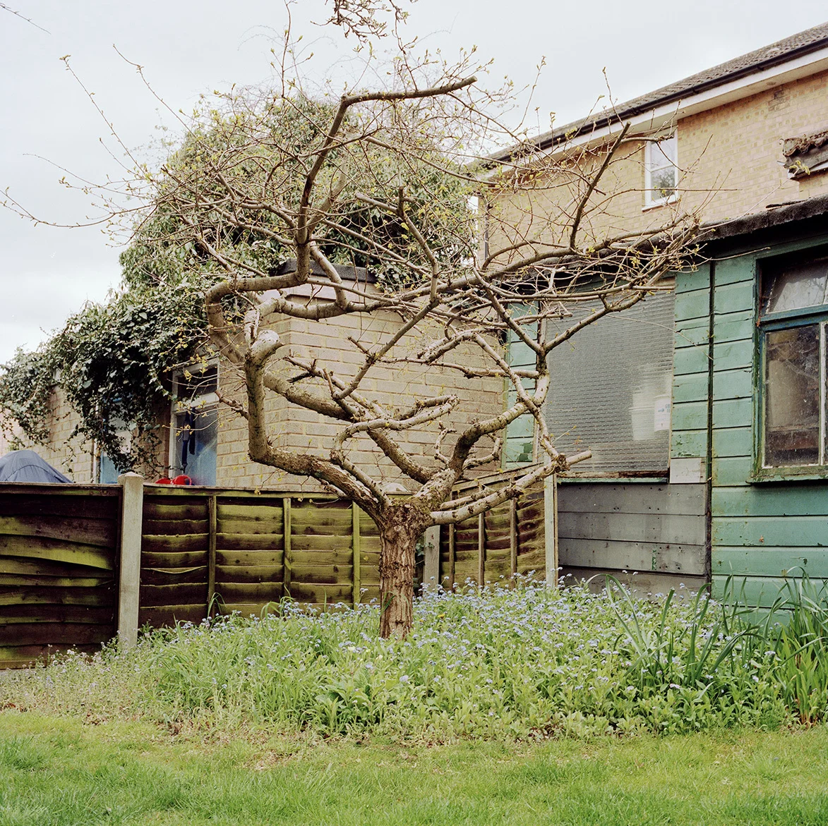 From the series Familiar Gardens