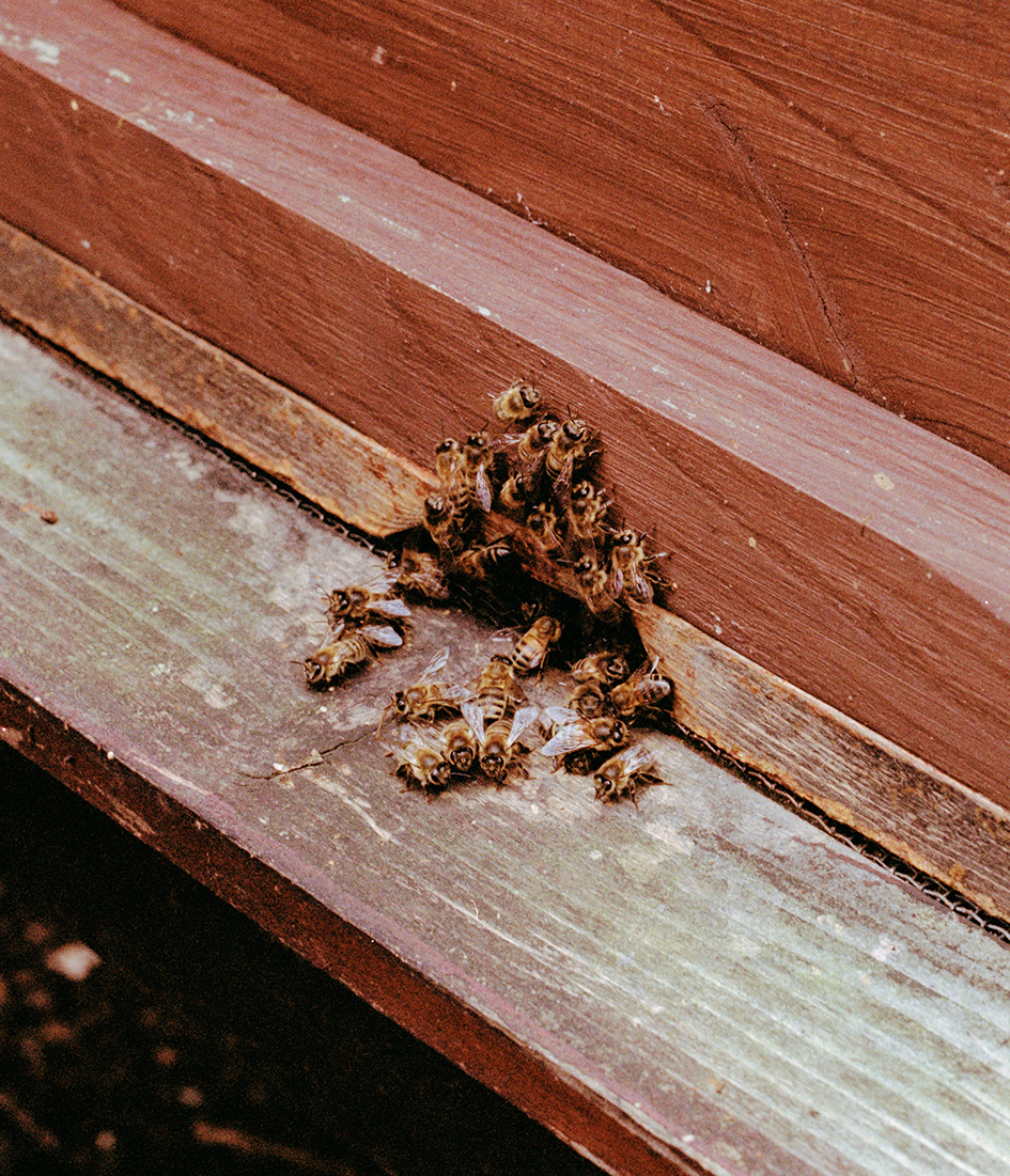 From the series Familiar Gardens