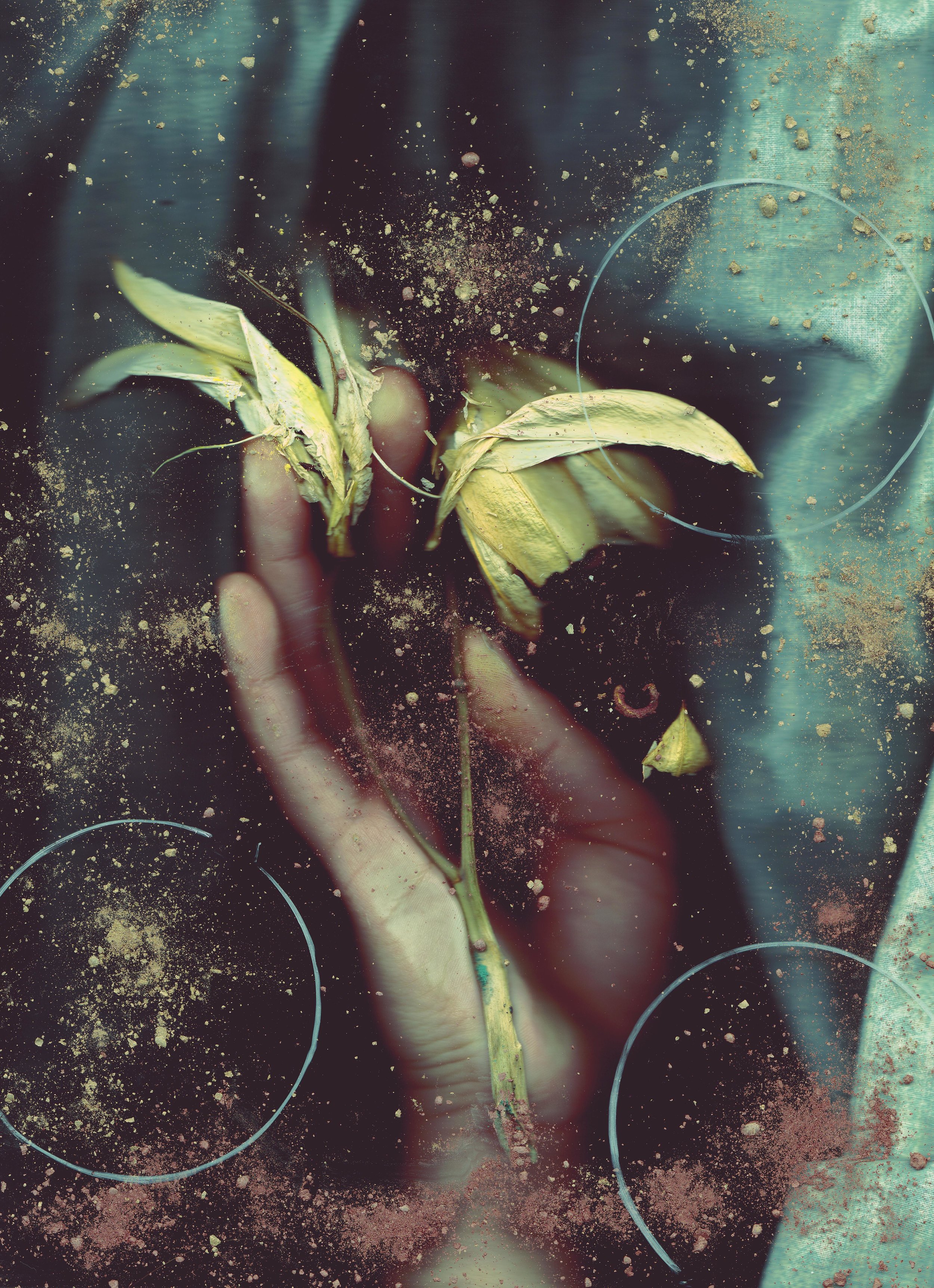 From the series PLATEN