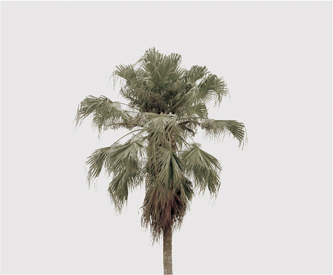 From the series An Authentic Relation