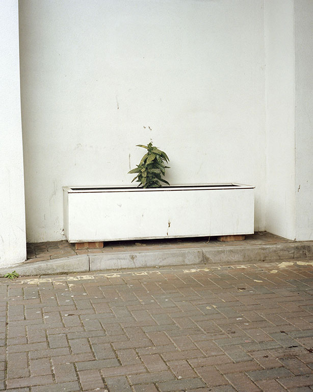 From the series The Anthropology of Plants