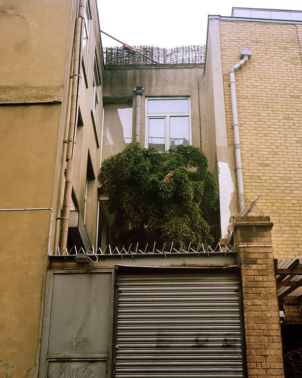 From the series The Anthropology of Plants