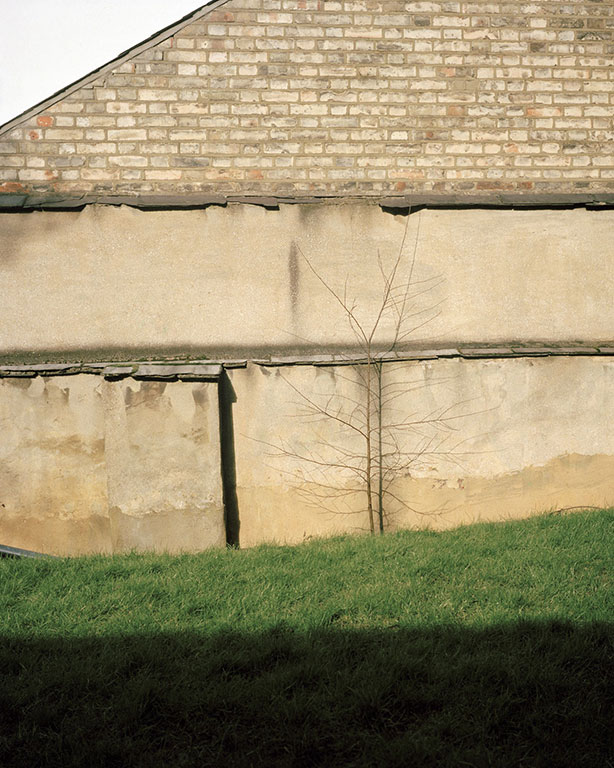 From the series The Anthropology of Plants