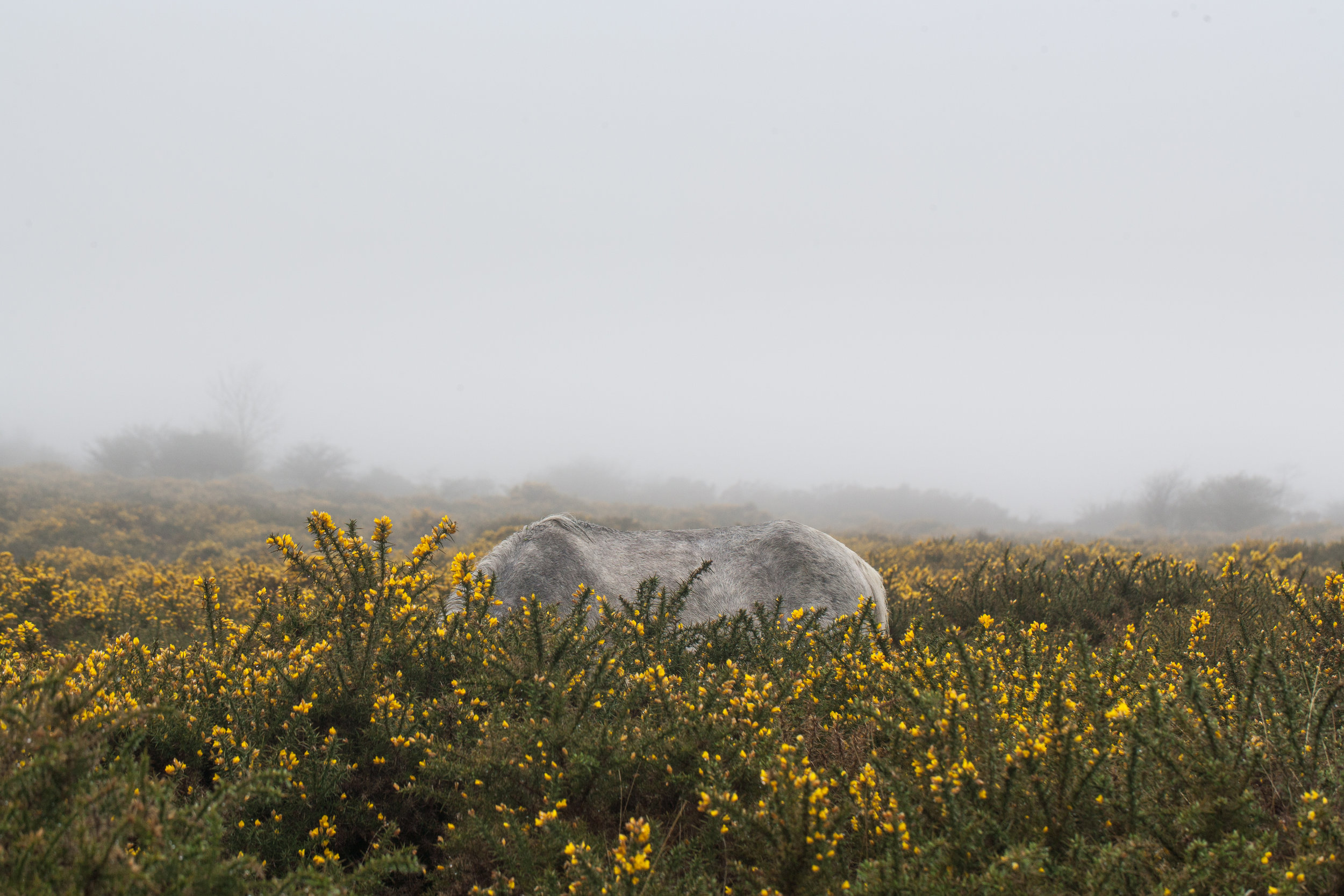 From the series Hippophagy