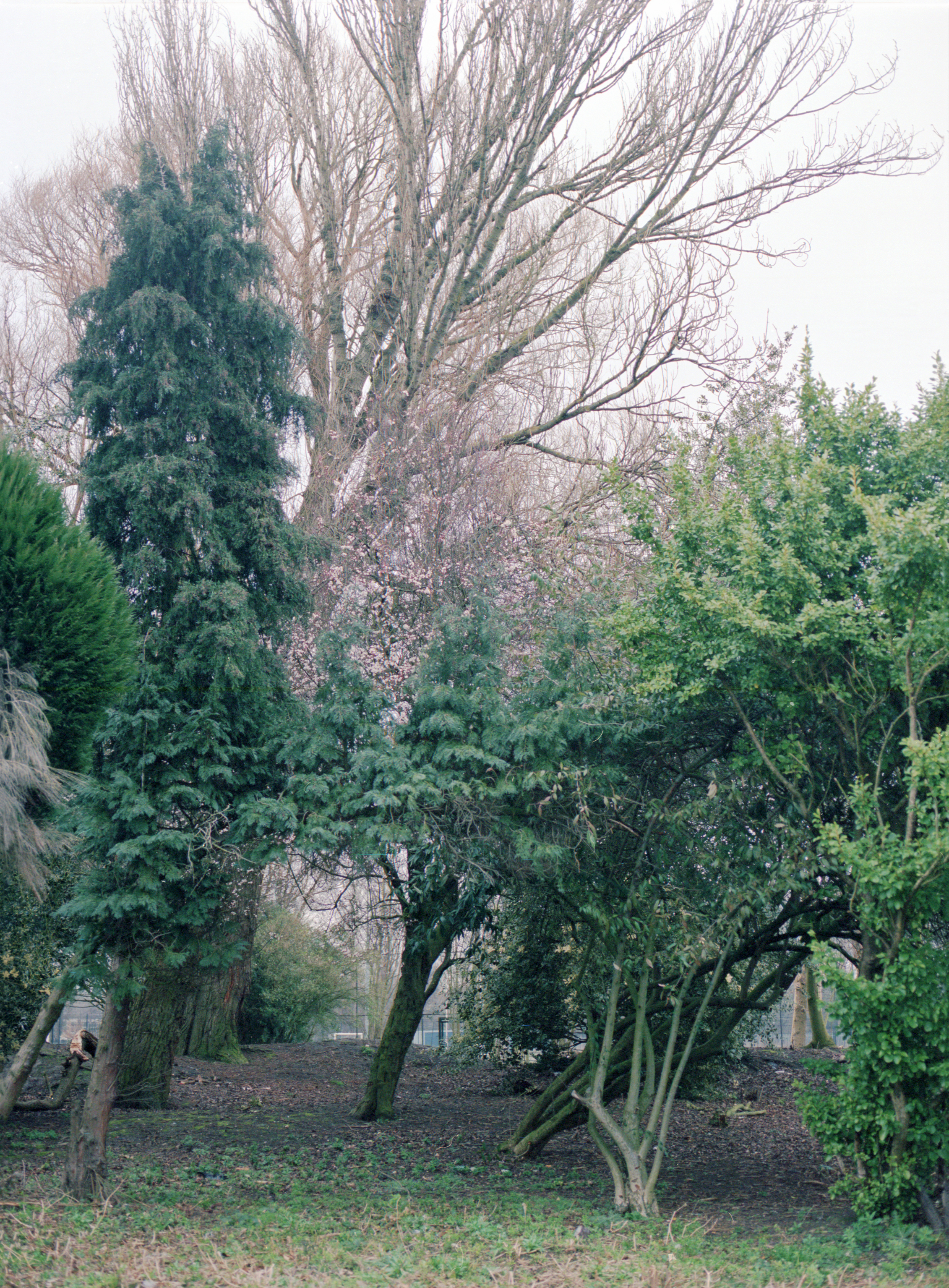 From the series Familiar
