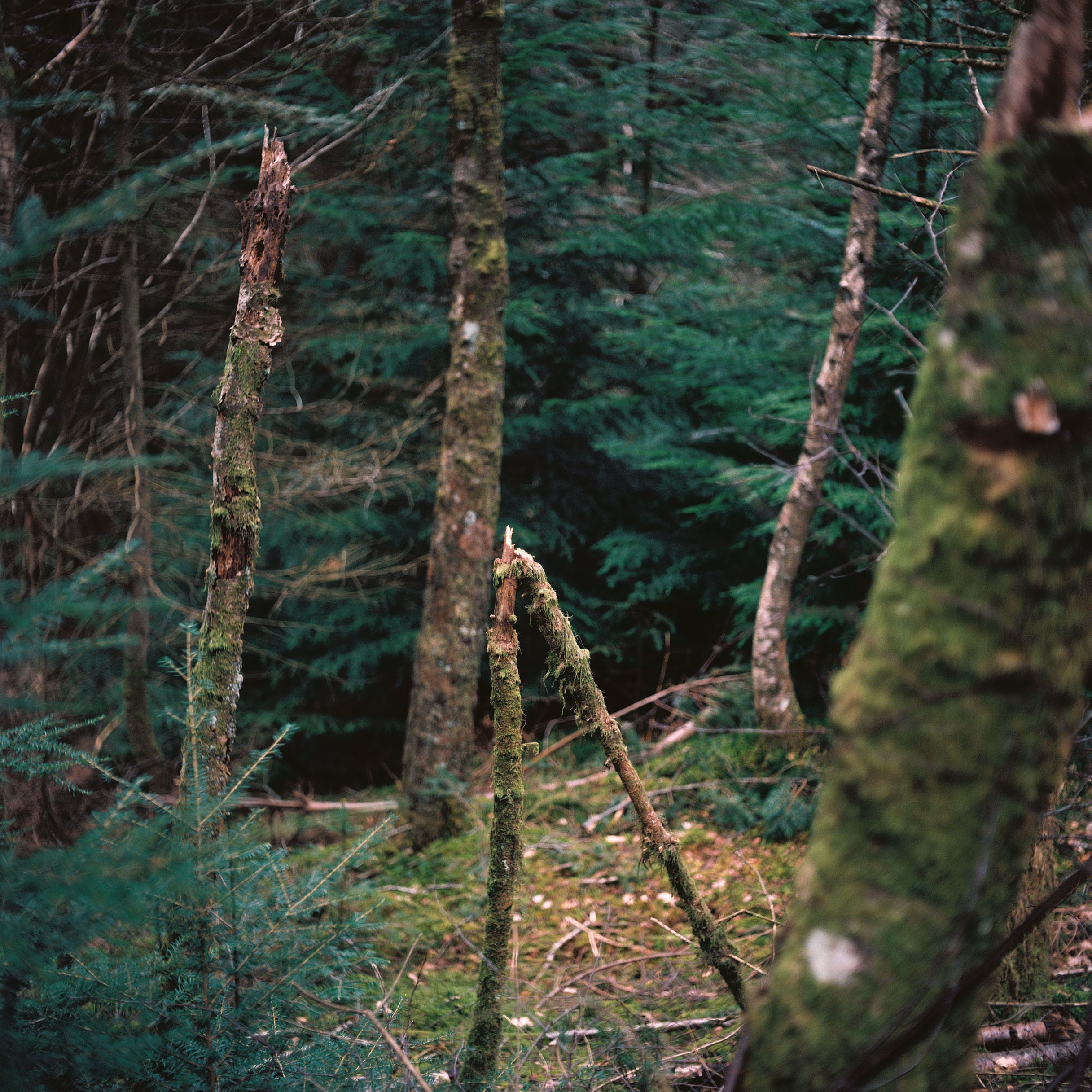 From the series Looking for Bigfoot (ongoing)
