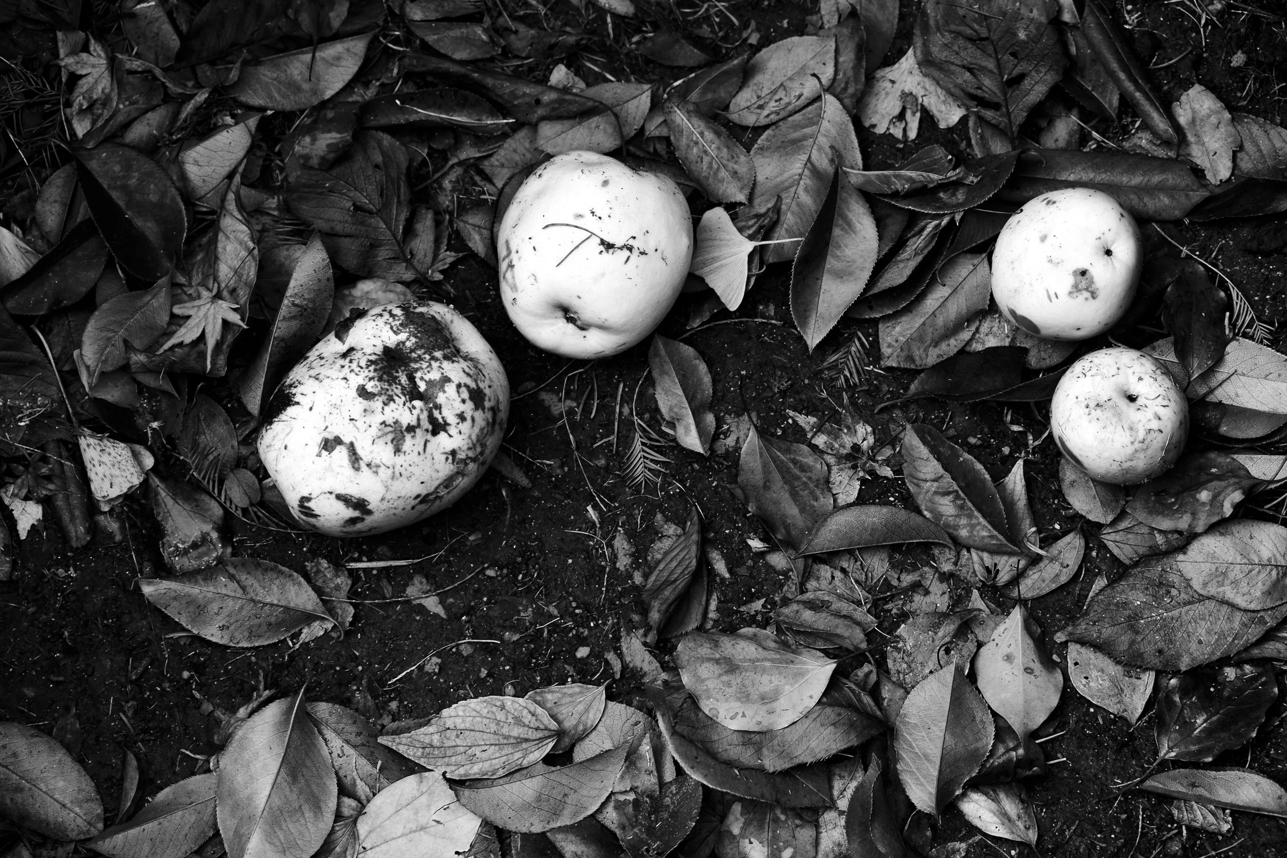 Nat Urazmetova - Late Harvest.jpg