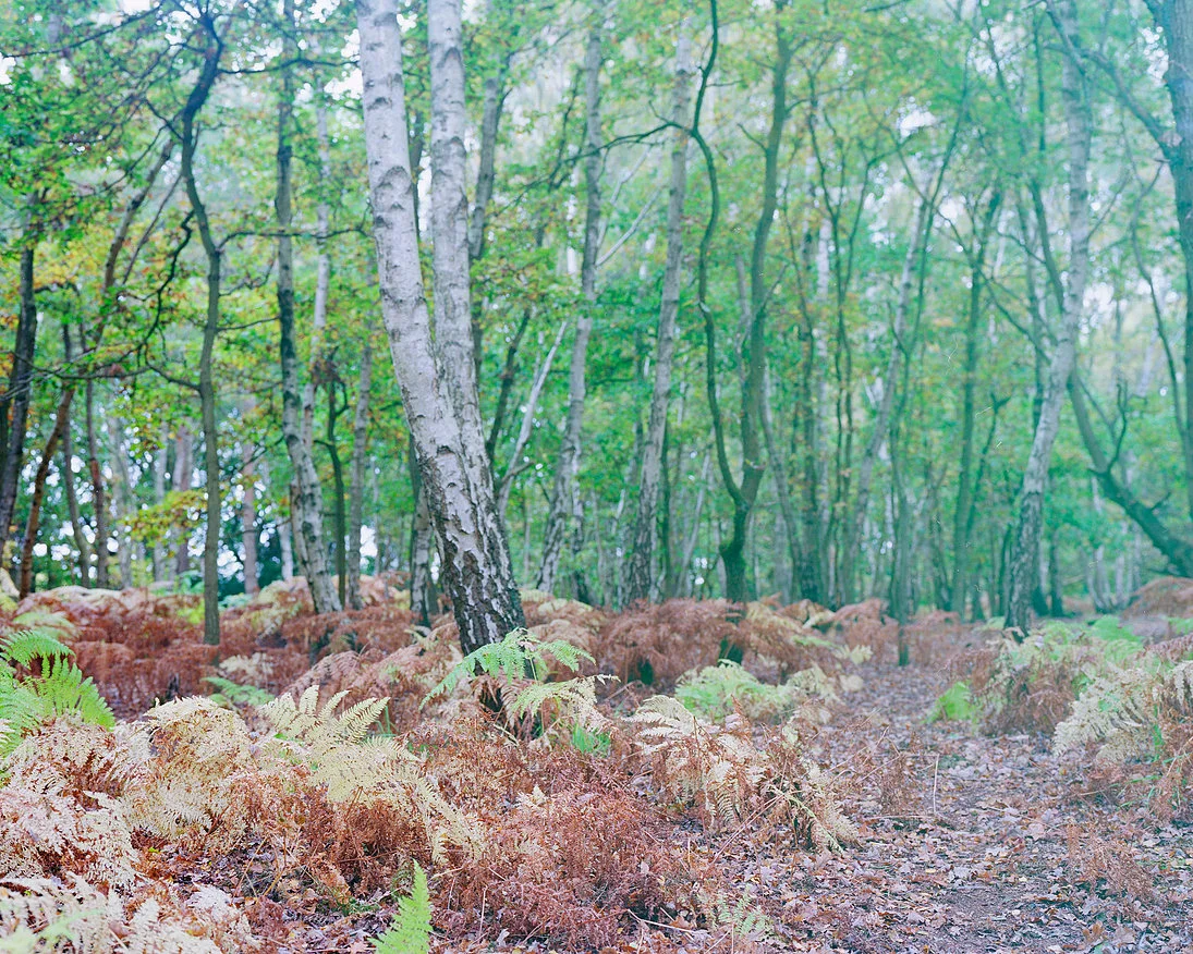 From the series Walking Home