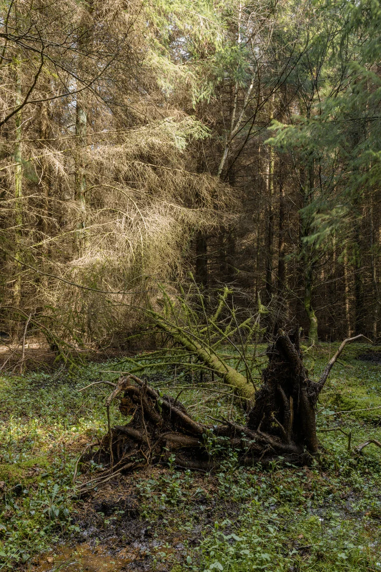 clearing-5.jpg