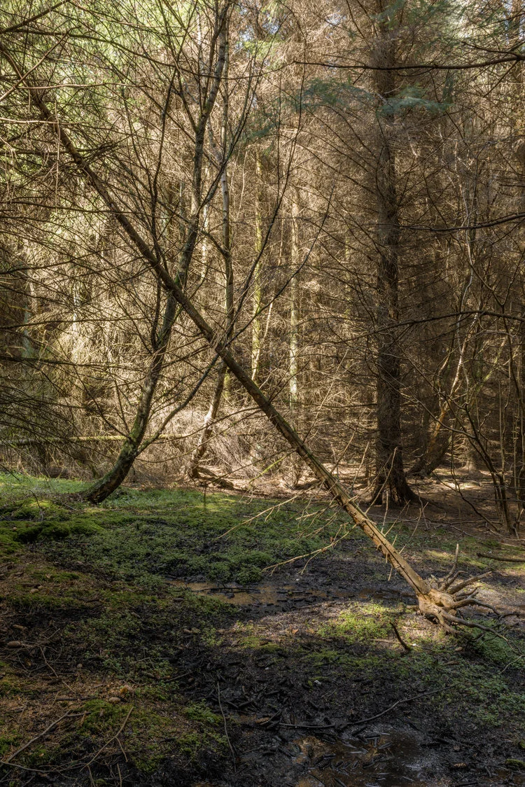 clearing-6.jpg
