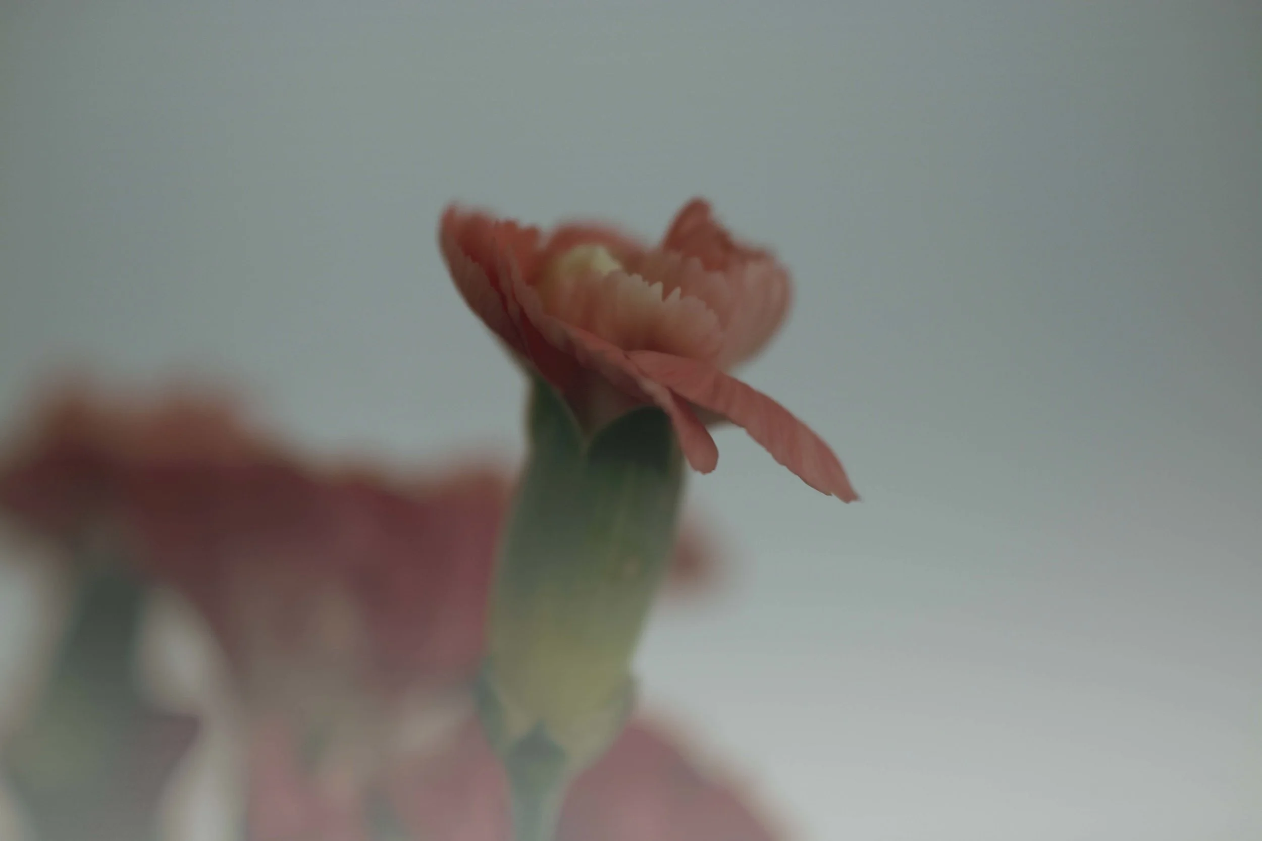 From the series Cotton Wool by Millie Battershill