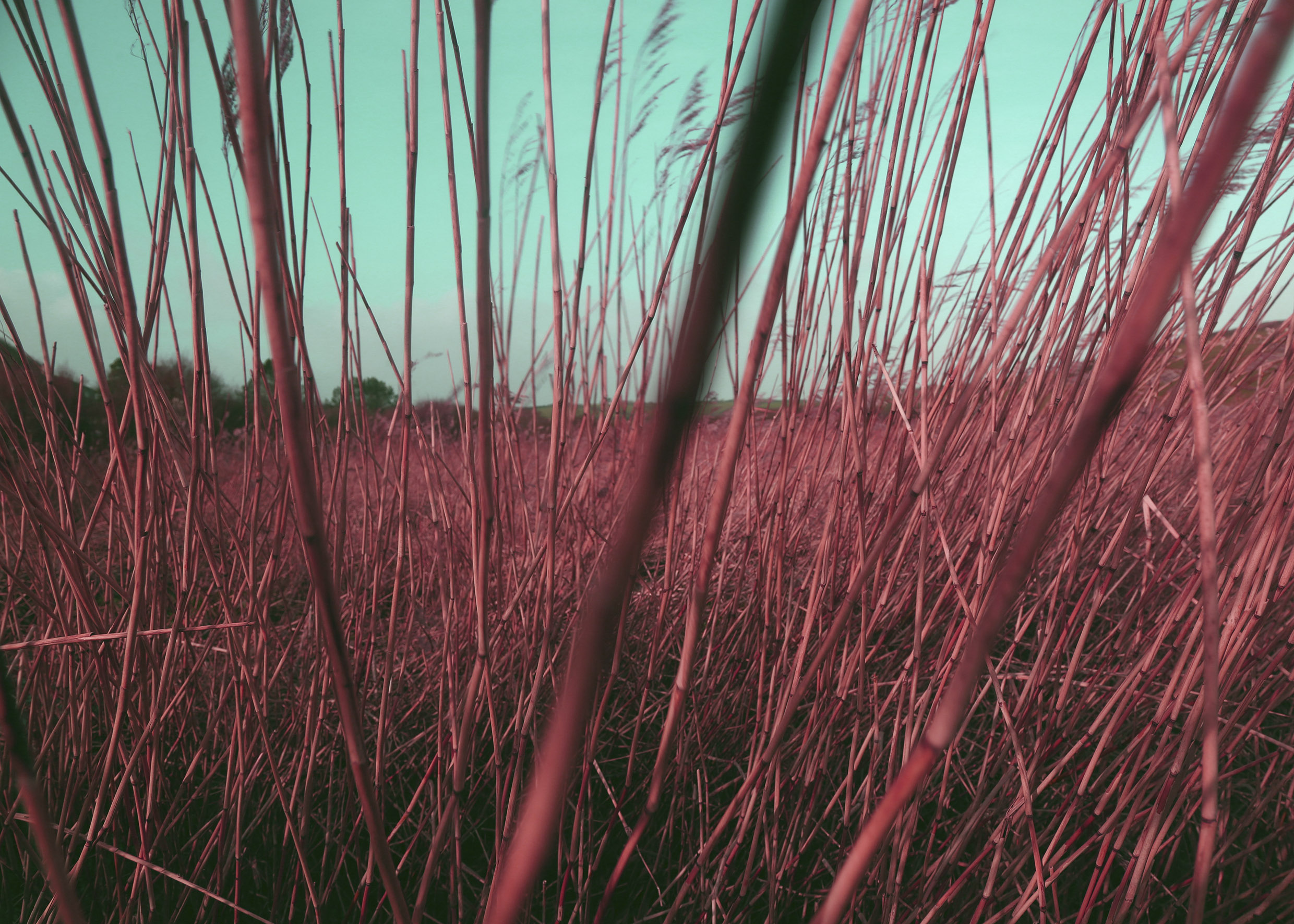 Images from the series Coastal Contamination 