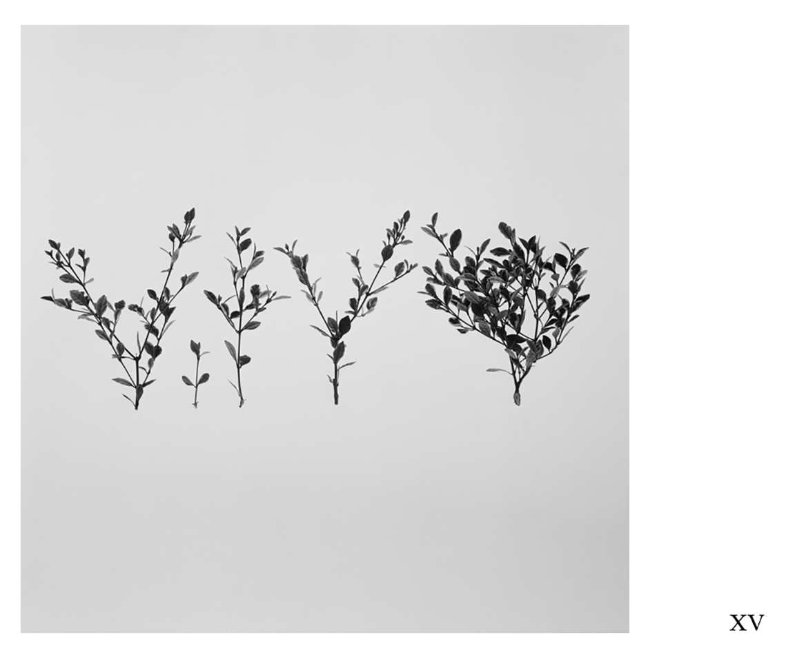 Images from the series A Study of Ornamental Plant