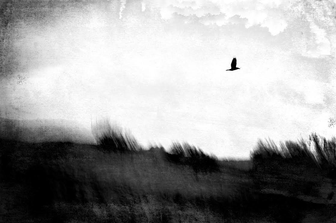 Image by Lisa Bond