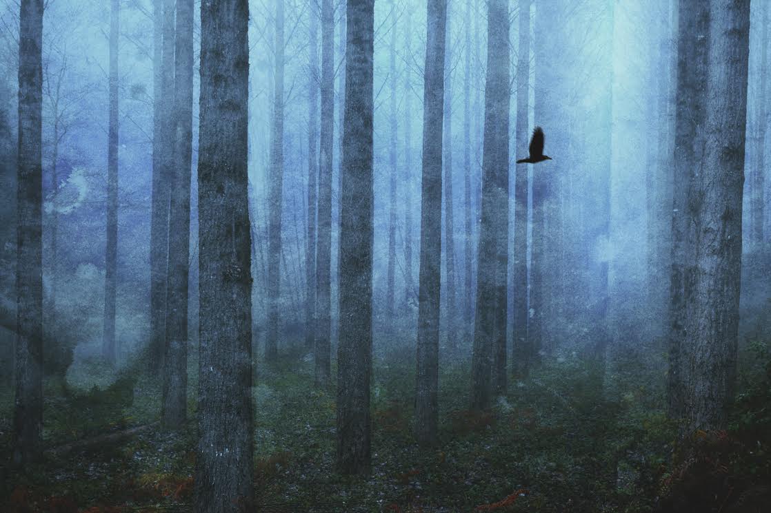 Image by Lisa Bond