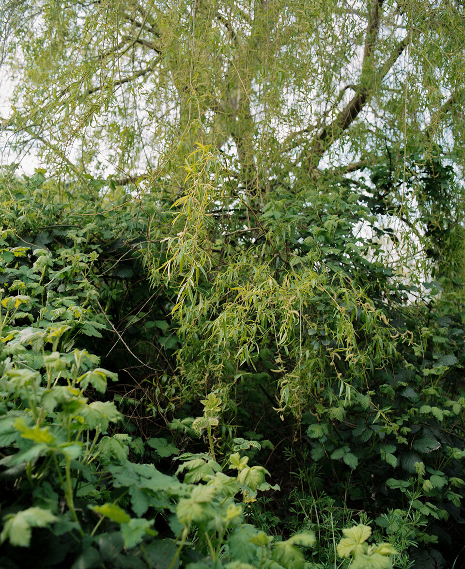photogradrcarne (1).jpg