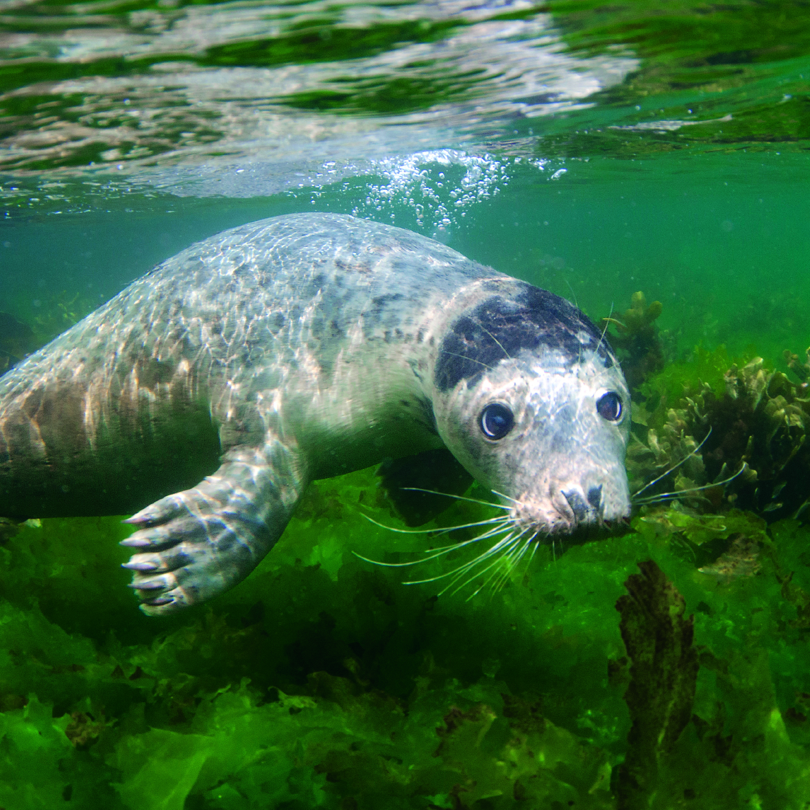 Swimming Seal from The Wildlife Trust's Collection published by Glebe Cottage.jpg