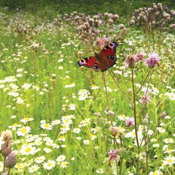 wildflower-and-butterfly-land.jpg