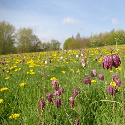 frits and dandelions sq.jpg