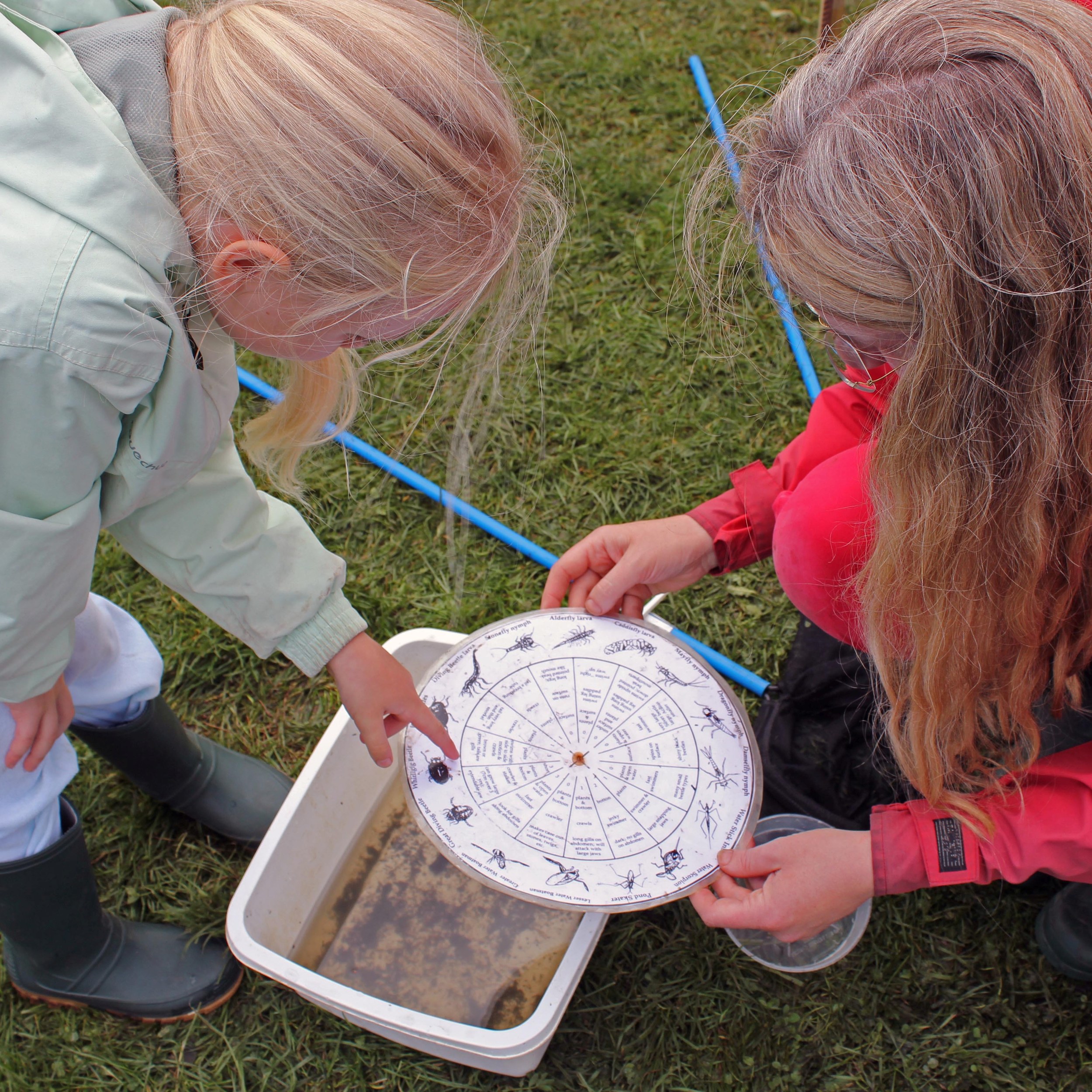 Pond dipping sq.jpg