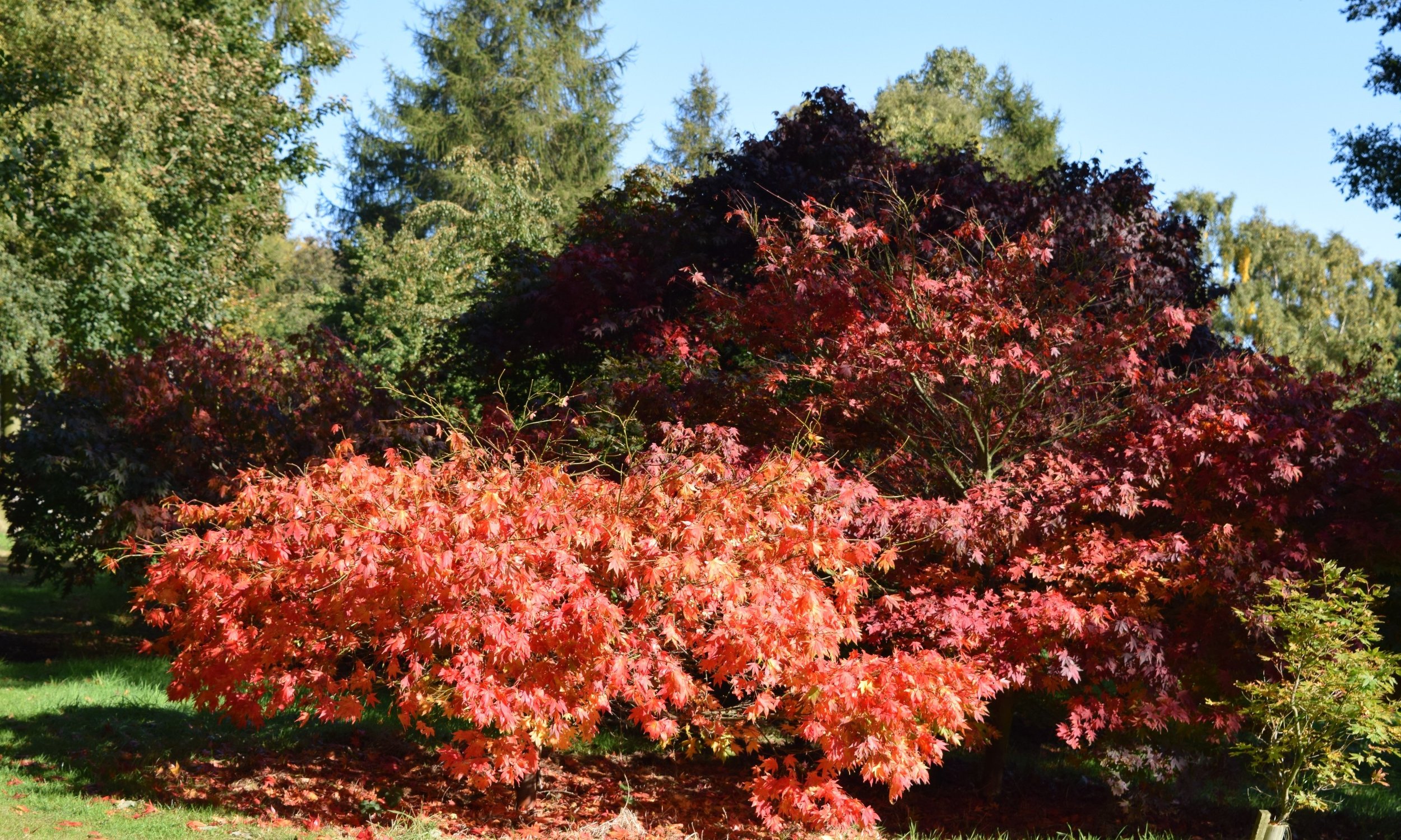 Glorious Autumn Colour at the Yorkshire Arboretum - October 2015