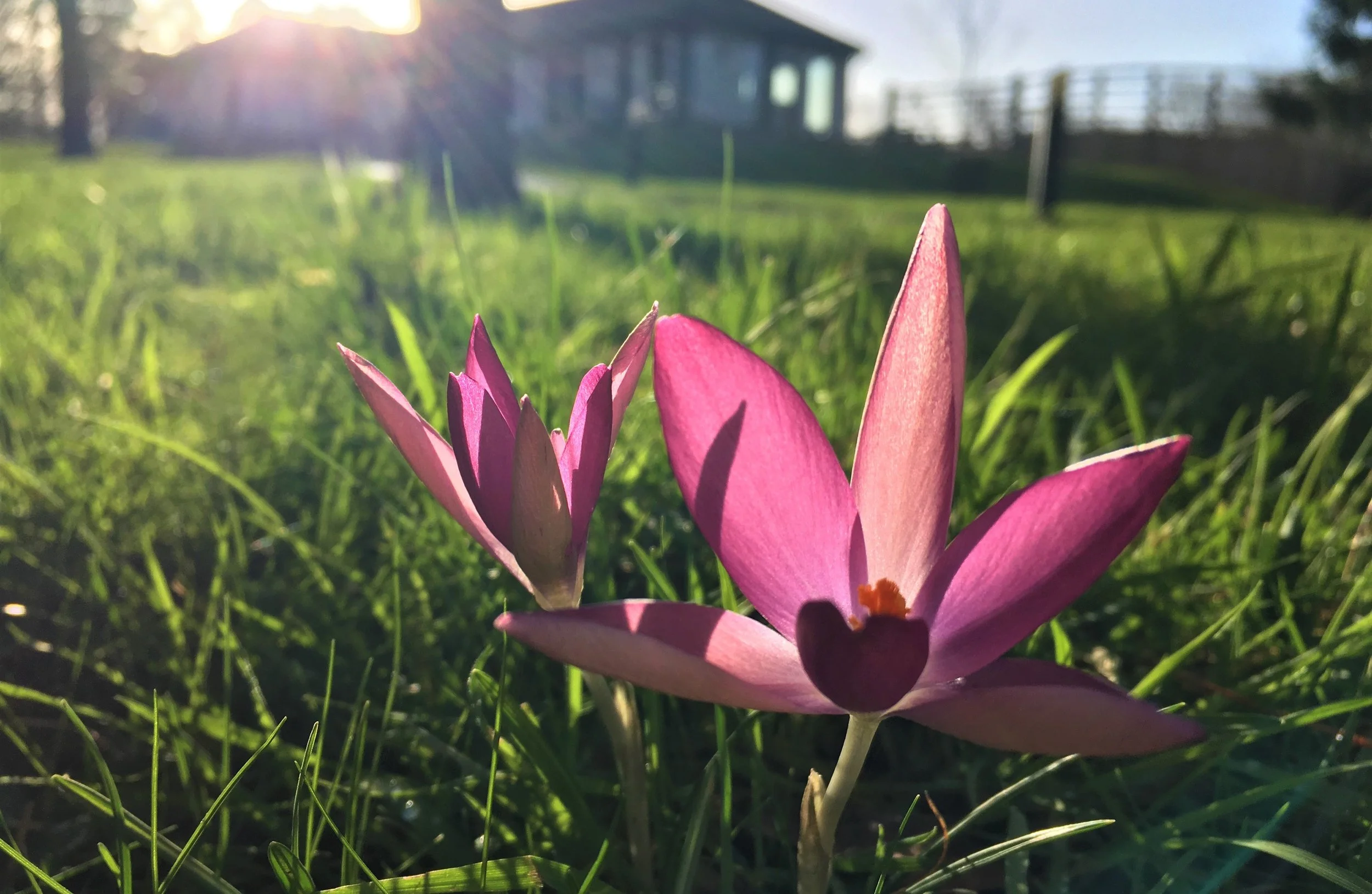 Yorkshire Arboretum Wildflower 2019.jpeg