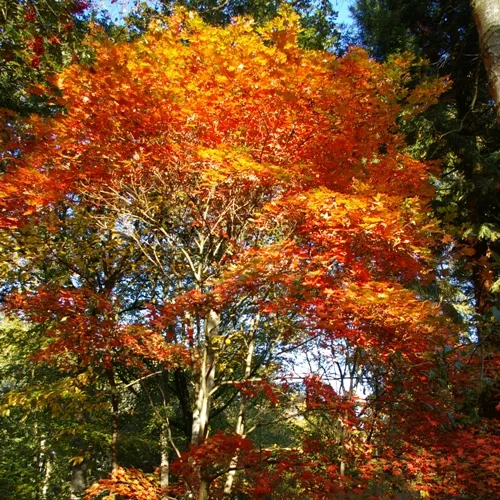 Ray Wood Autumn Tours