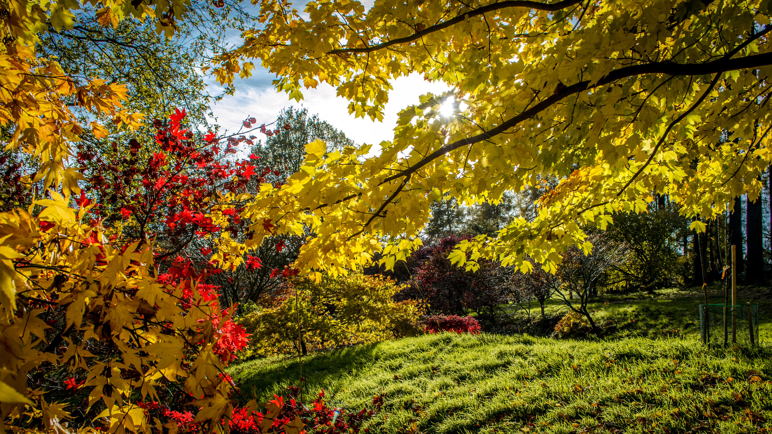 Autumn Spectacular at the Yorkshire Arboretum
