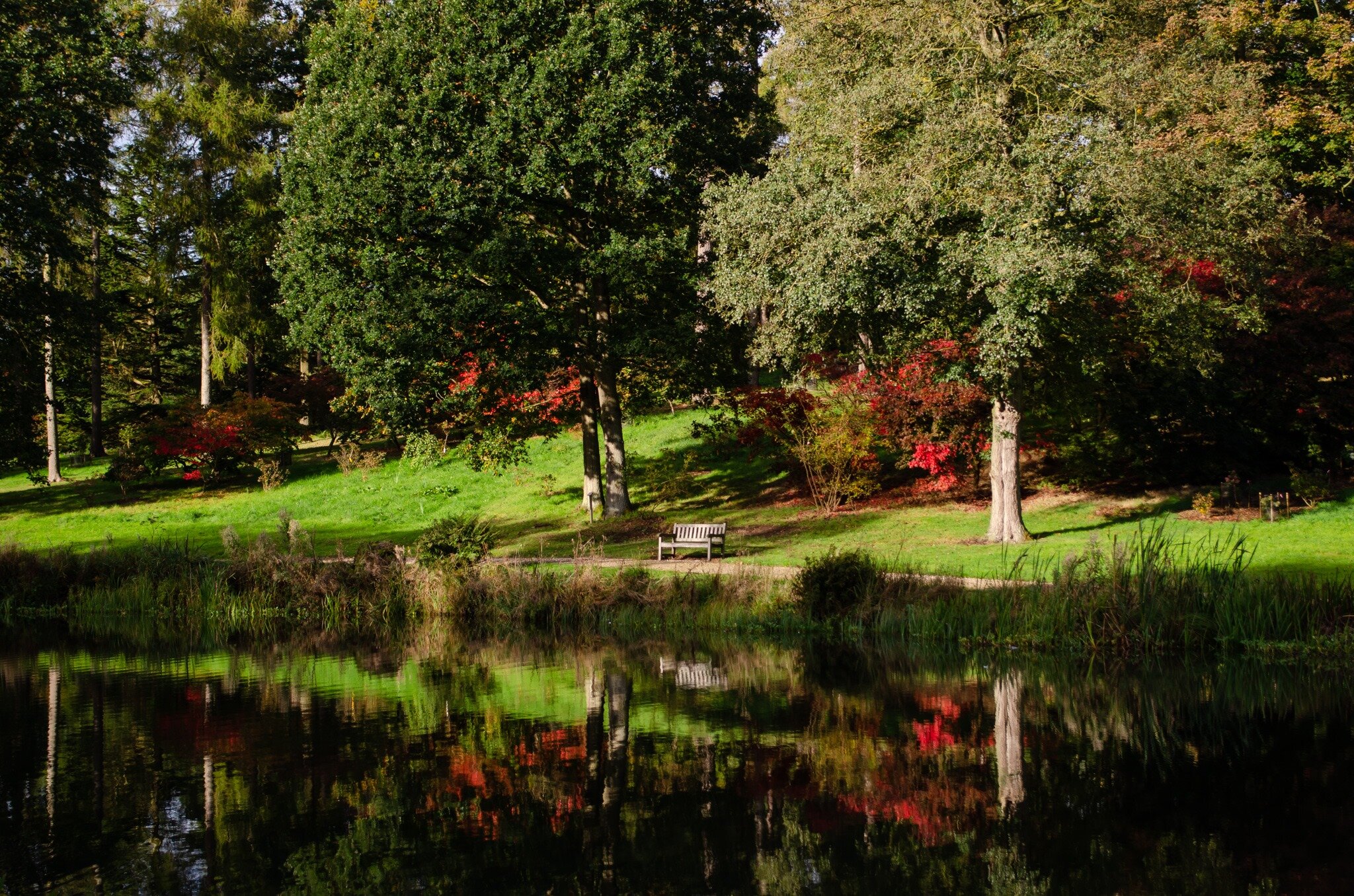 Golden Autumn at the Yorkshire Arboretum