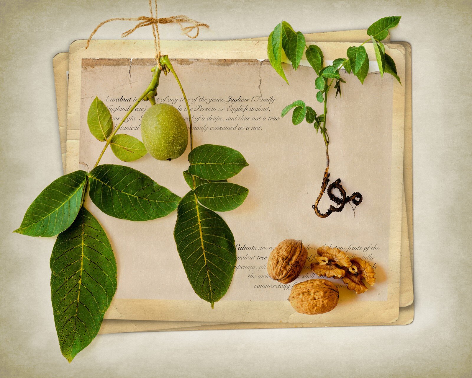 Exhibition: Julie Cowdy - Fruits of the Earth