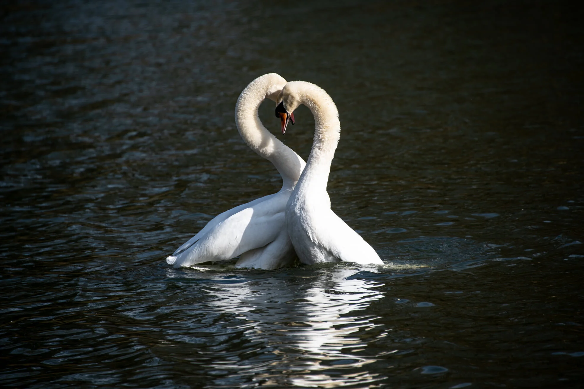 Mindful Photography Workshop