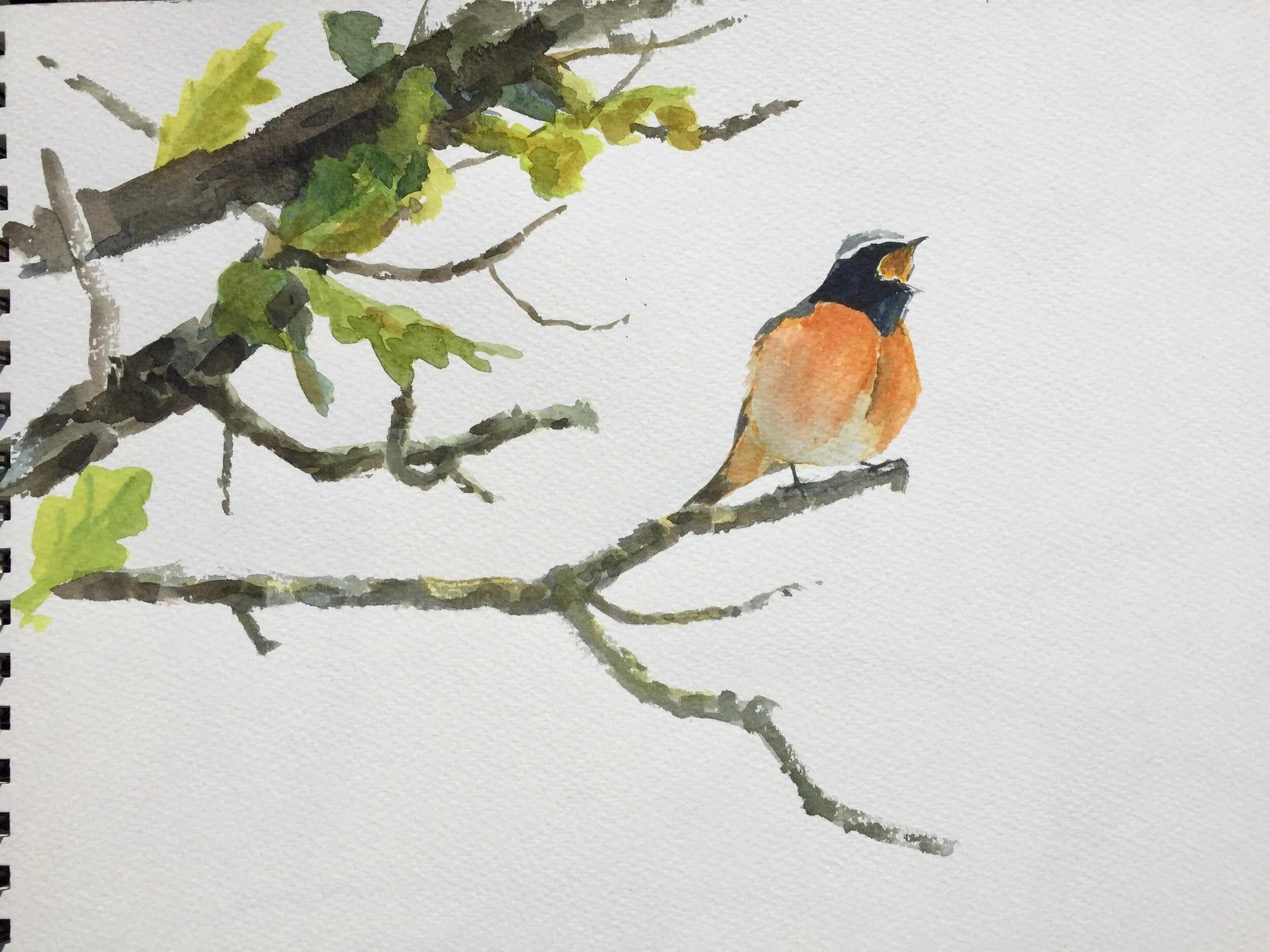 Jonathan Pomroy: Sketching at the Arboretum