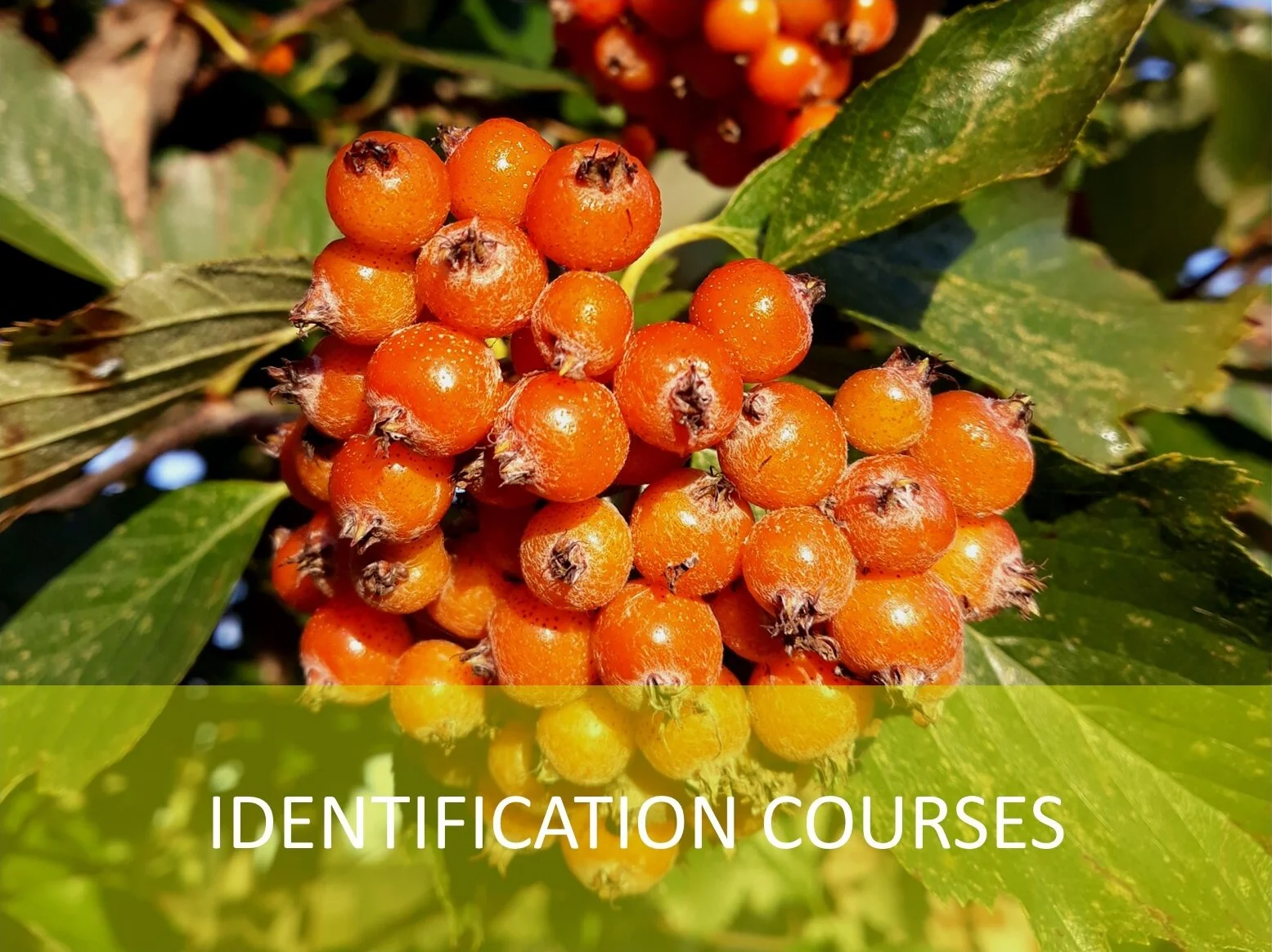 Introduction to Tree Identification: Broad-Leaves
