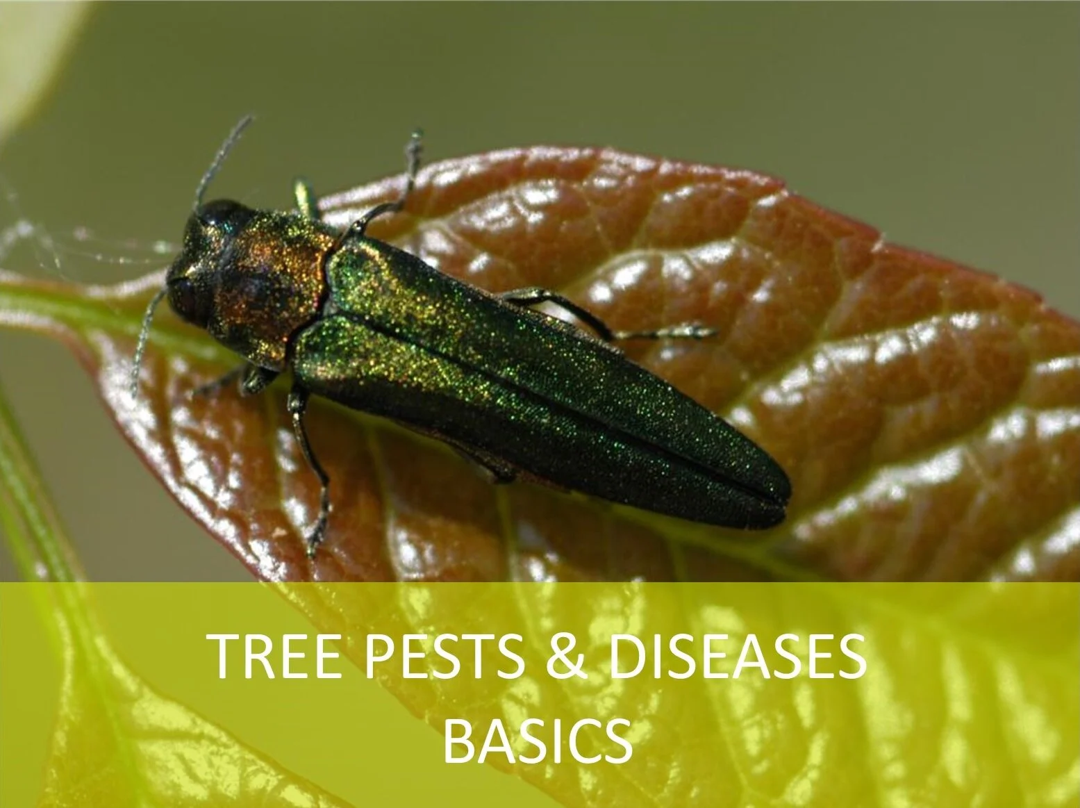 An Introduction to Tree Problems