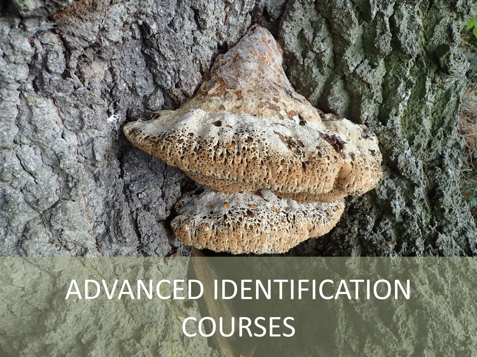 Advanced Trees &amp; Fungi