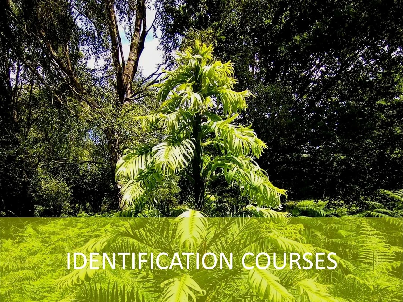 Introduction to Tree Identification: Conifers