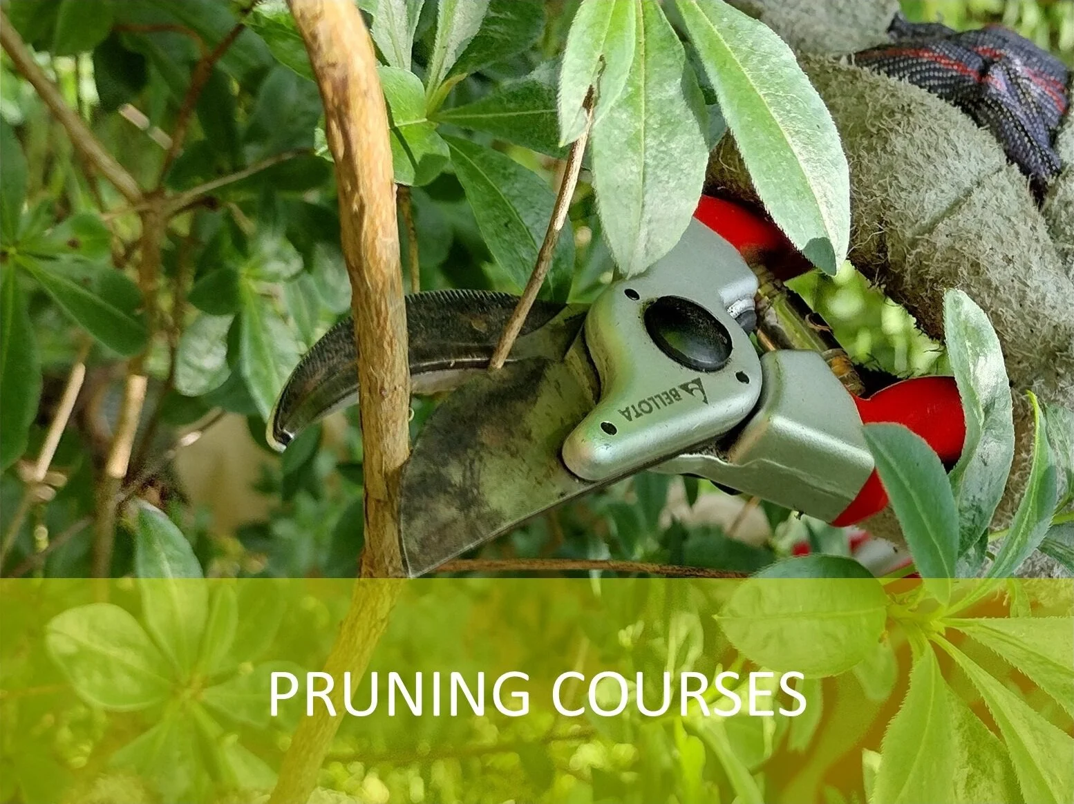 Pruning - An Introduction
