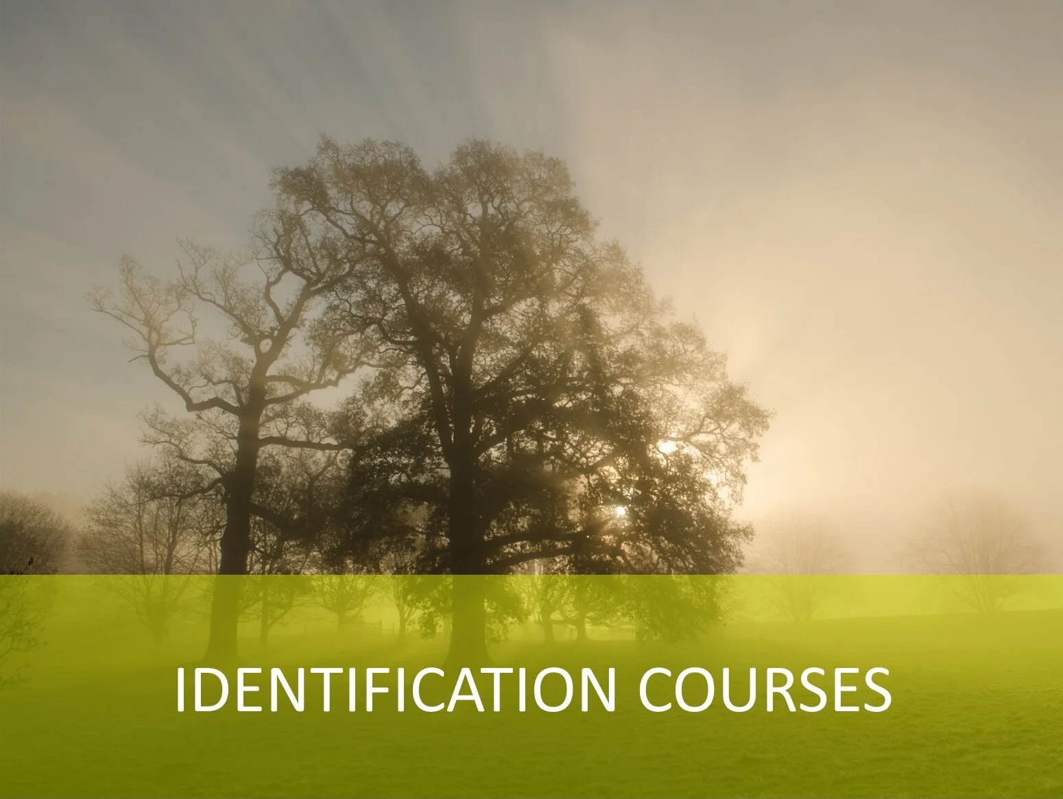 Introduction to Tree Identification: Trees in Winter