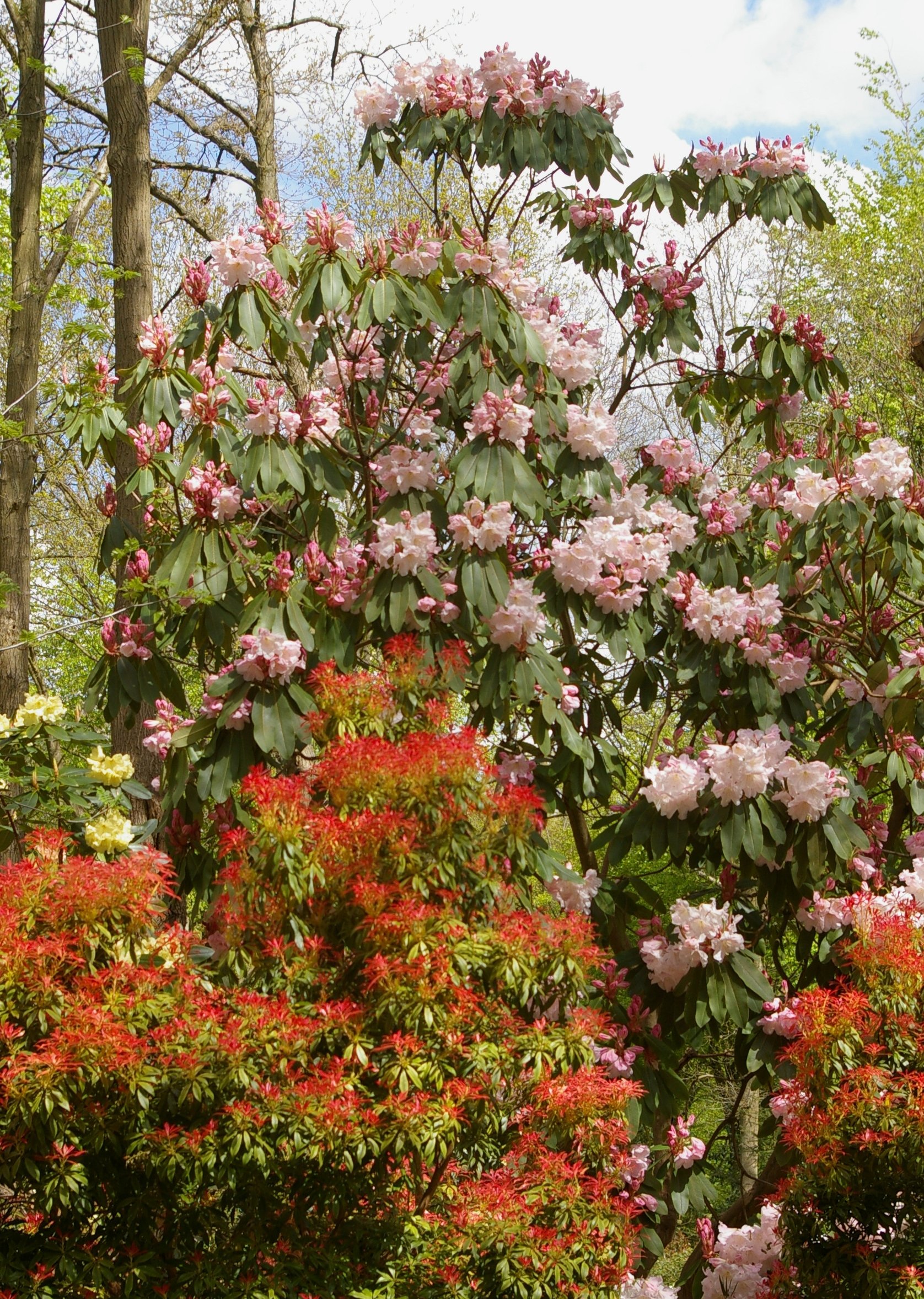 Rhododendron 'King George' Pieris 'Forest Flame'.JPG