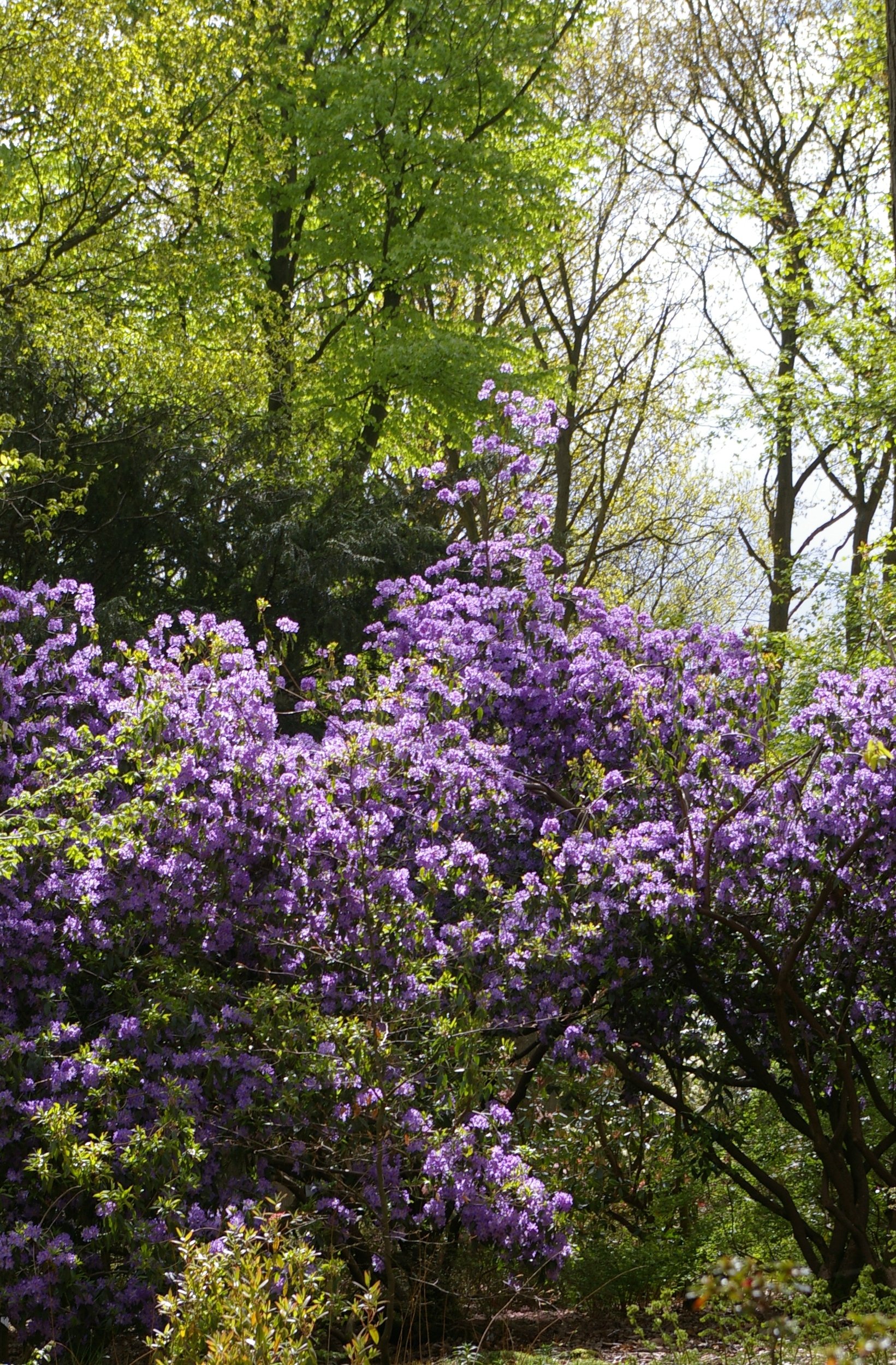 Rhododendron augustinii Ray Wood.JPG