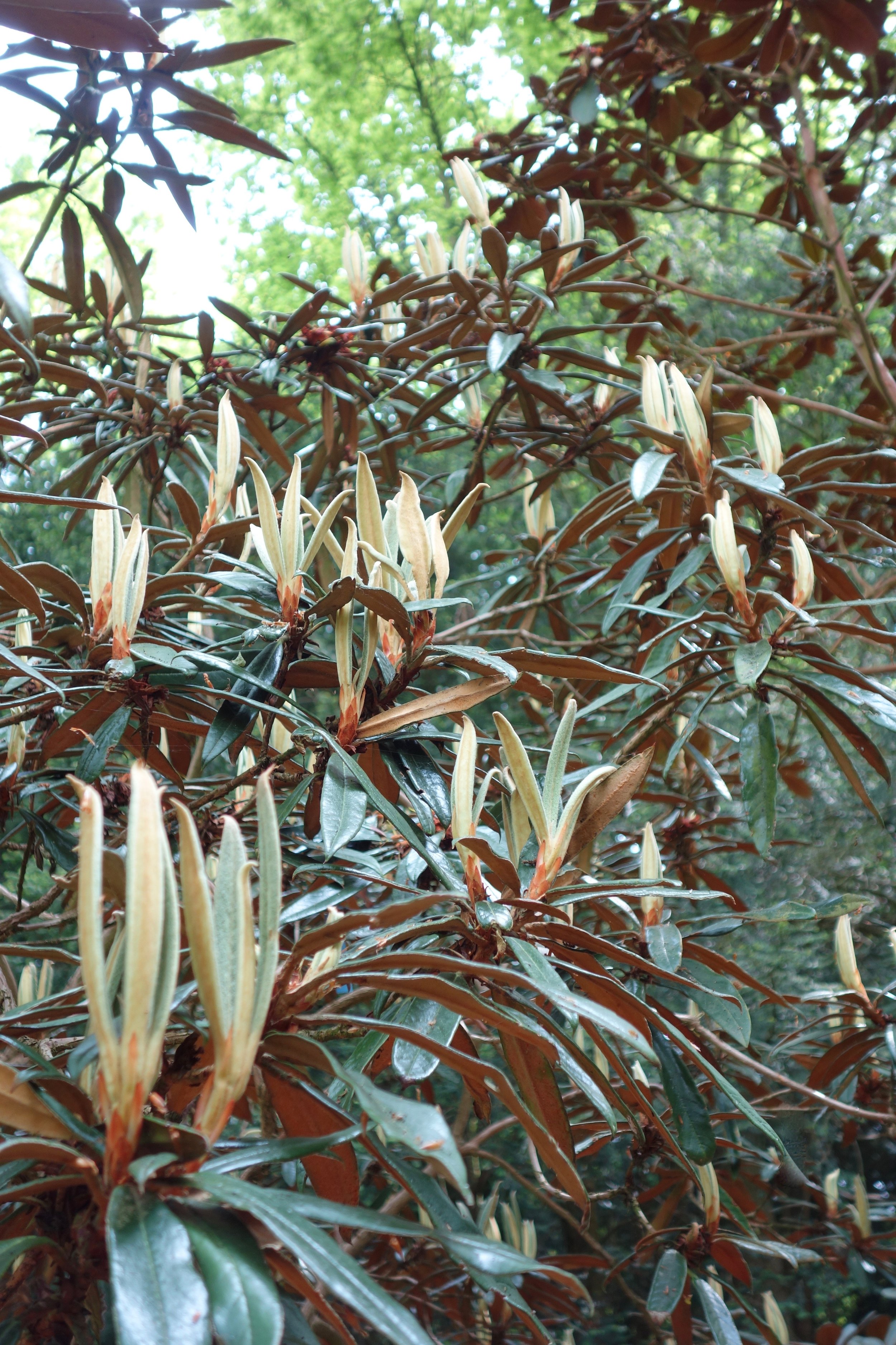 Rhododendron lanatoides amazing furry foliage.jpeg