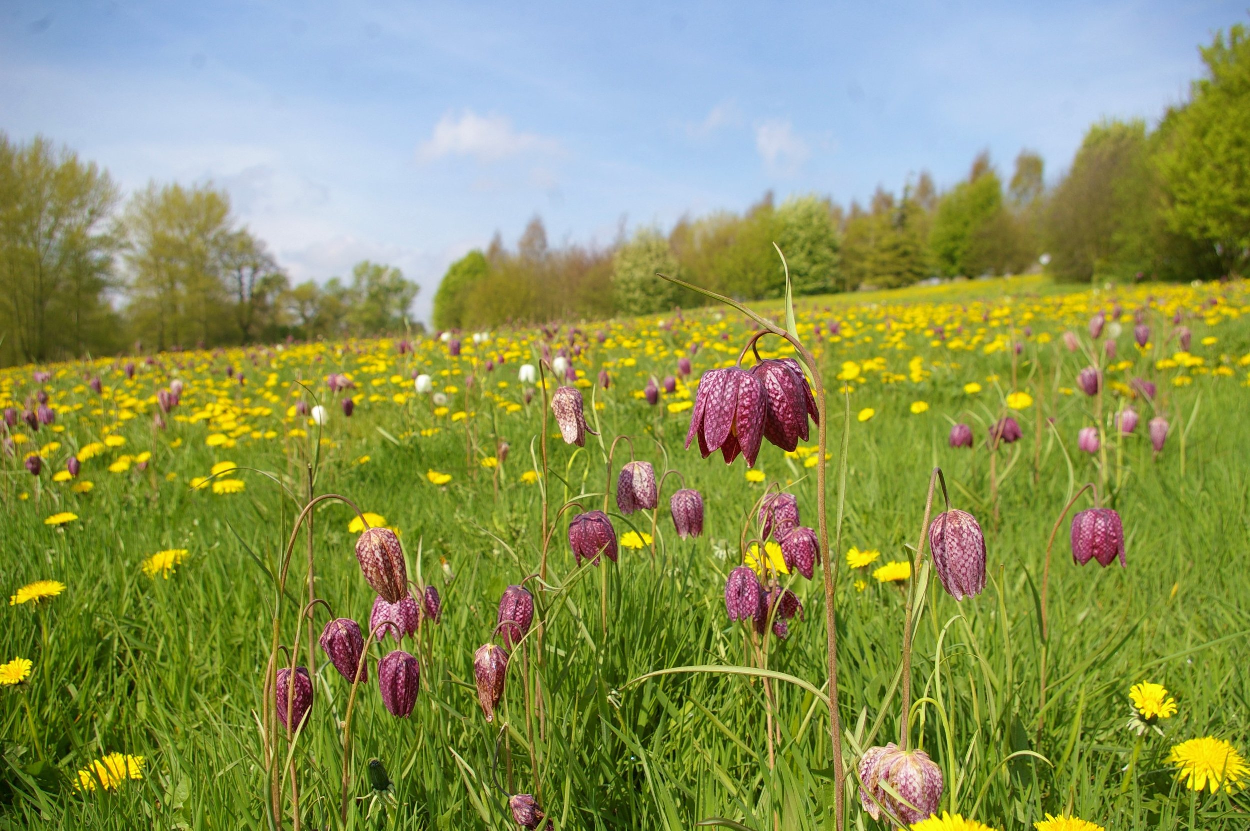 frits and dandelions Apr 14.JPG