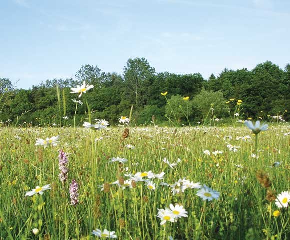 Wildflower Meadow Yorkshire Arboretum.jpg