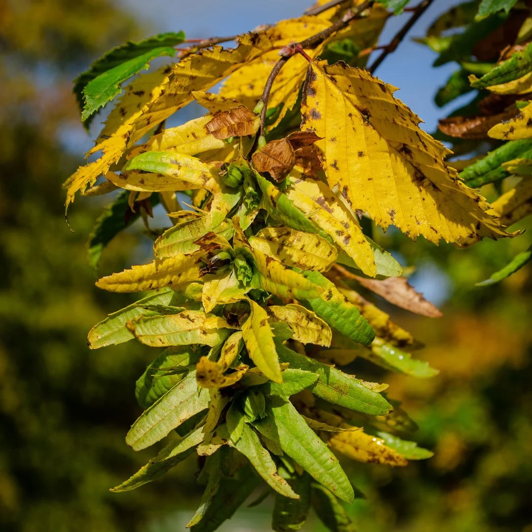 Grow Your Own Trees: Collecting &amp; Sowing Tree Seed 
